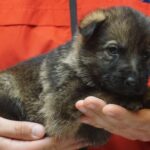 A person holding a puppy in their hands.