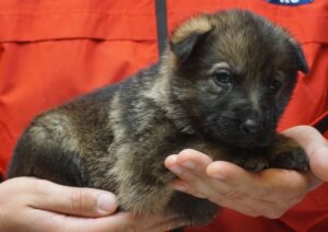 A person holding a puppy in their hands.
