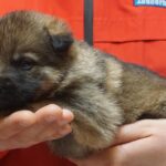 A person holding a puppy in their hands.