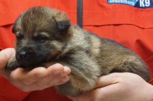 A person holding a puppy in their hands.