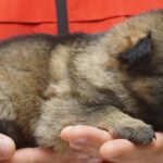 A person holding their hand over a dog 's head.