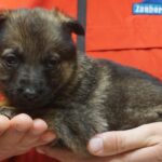 A person holding a puppy in their hands.