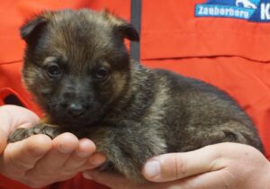 A person holding a puppy in their hands.