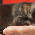 A cat is laying on someone 's hand