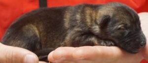 A cat is laying on someone 's hand