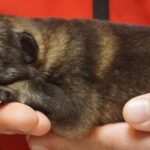 A person holding a small cat in their hands.