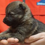 A person holding a puppy in their hands.