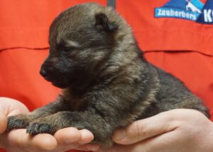 A person holding a puppy in their hands.