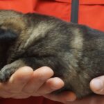A person holding a dog in their hands.