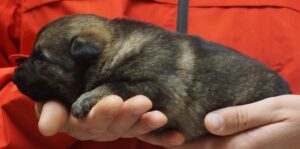 A person holding a dog in their hands.