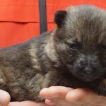 A person holding onto a puppy in their hand
