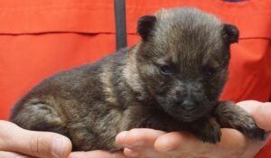 A person holding onto a puppy in their hand