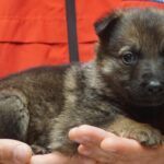 A person holding a puppy in their hands.
