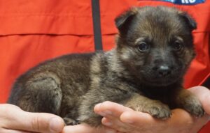 A person holding a puppy in their hands.