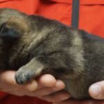 A person holding a puppy in their hands.
