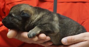 A person holding a puppy in their hands.