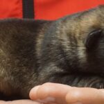 A person holding onto a dog 's paw