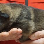 A person holding a dog 's paw in their hand.