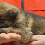 A person holding a puppy in their hands.