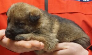 A person holding a puppy in their hands.
