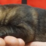 A person holding their cat in his hand.