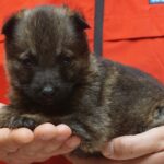 A person holding a puppy in their hands.