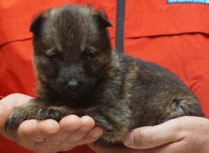 A person holding a puppy in their hands.