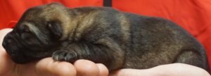 A person holding their cat in his hand.