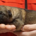 A person holding a puppy in their hands.