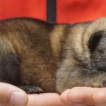 A person holding their hand over a small animal.