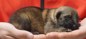 A person holding their hand over a small animal.