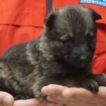 A person holding a puppy in their hands.