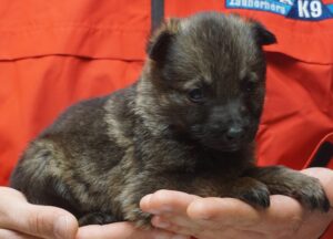 A person holding a puppy in their hands.