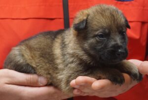 A person holding a puppy in their hands.
