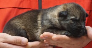 A person holding their dog 's paw while they are sleeping.