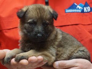 A person holding a puppy in their hands.
