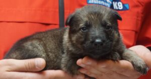 A person holding a puppy in their hands.