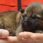 A person holding onto a dog 's paw and the puppy is sleeping.
