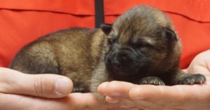 A person holding onto a dog 's paw and the puppy is sleeping.