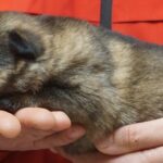 A person holding onto a small animal in their hands.