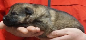 A person holding onto a small animal in their hands.
