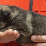 A person holding their cat in his hand