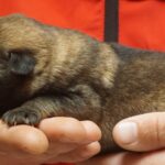 A person holding a puppy in their hands.
