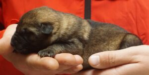 A person holding a puppy in their hands.
