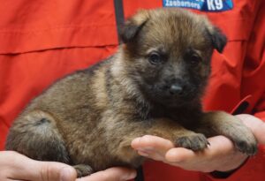 A puppy is being held by someone in the arms of another person.