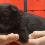 A person holding onto a black puppy