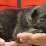 A person holding a puppy in their hands.
