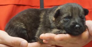 A person holding a puppy in their hands.