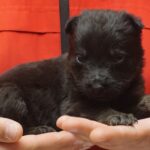 A person holding a puppy in their hands.