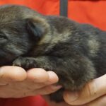 A person holding a small kitten in their hands.